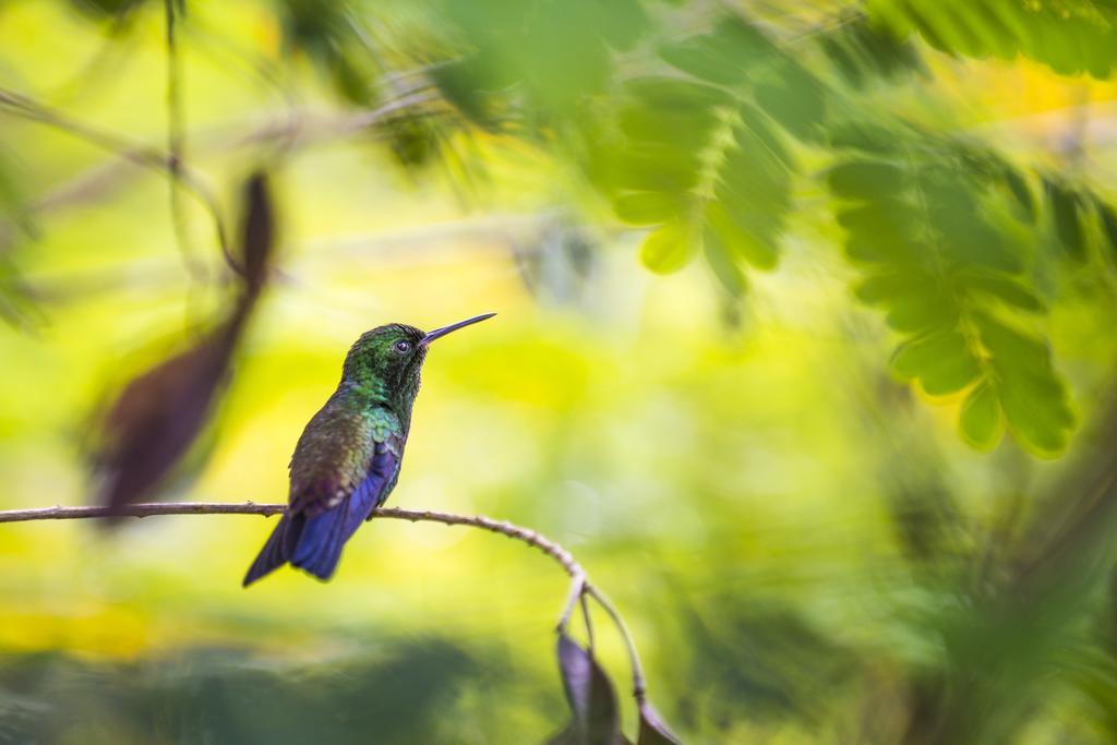Апартаменты Castara Retreats Экстерьер фото